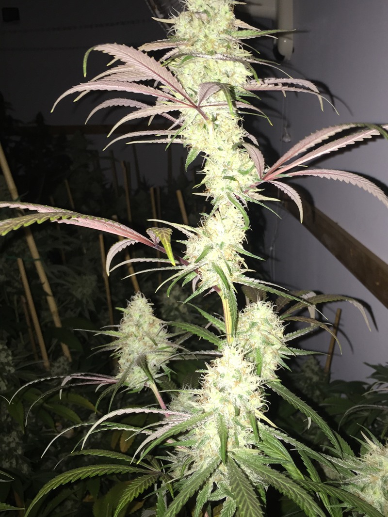Long foxtailing cola with purple-tipped fan leaves, flash lit against black