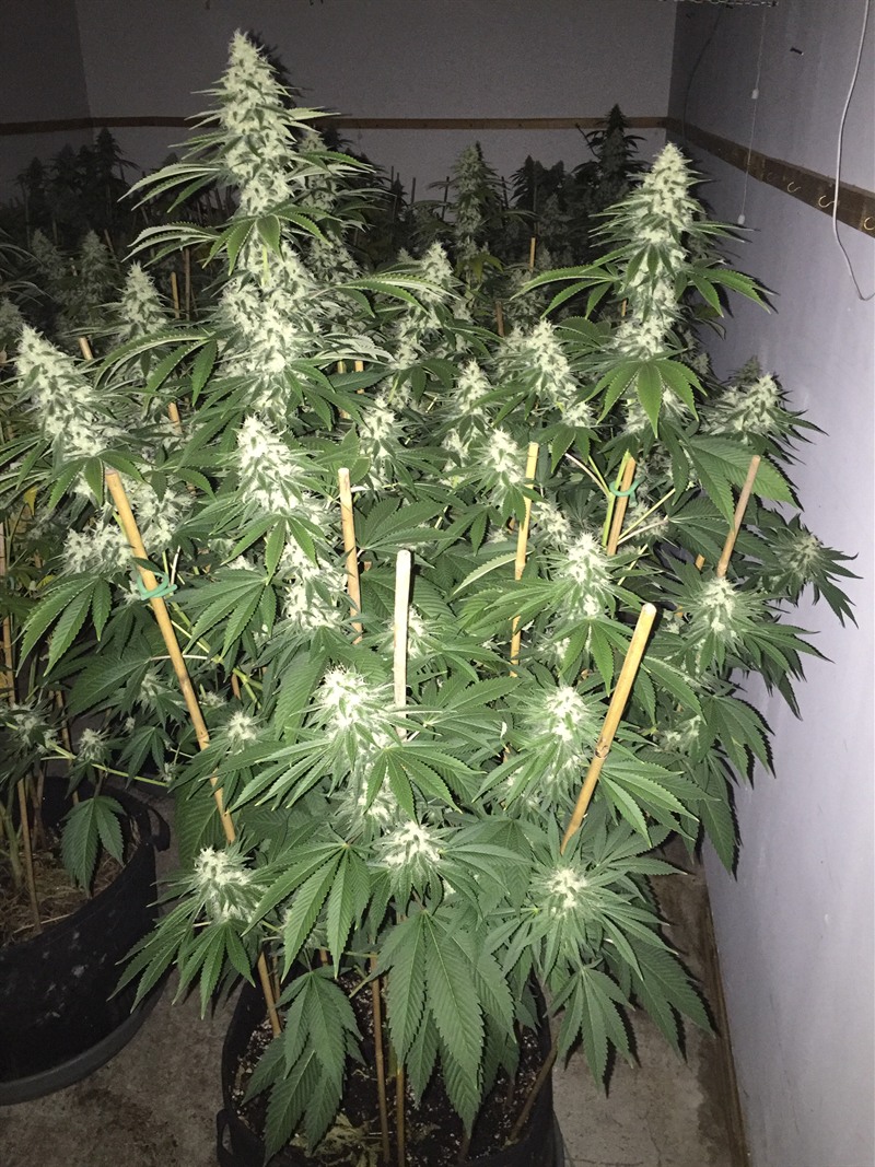Healthy vigorous flowering plant in living soil