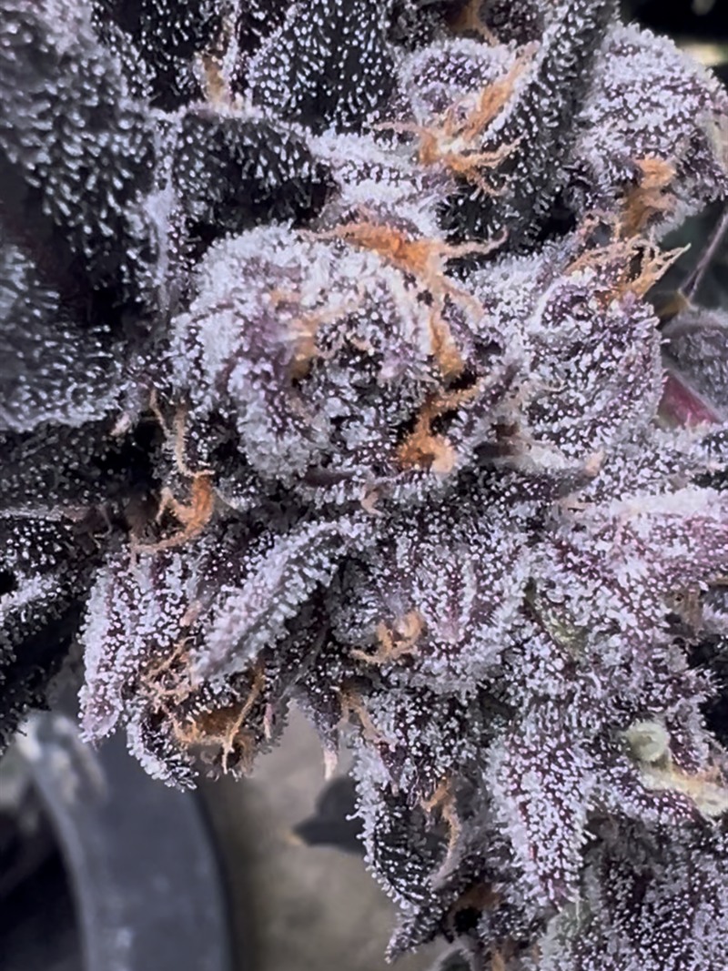 Deep purple frosted cola in close macro