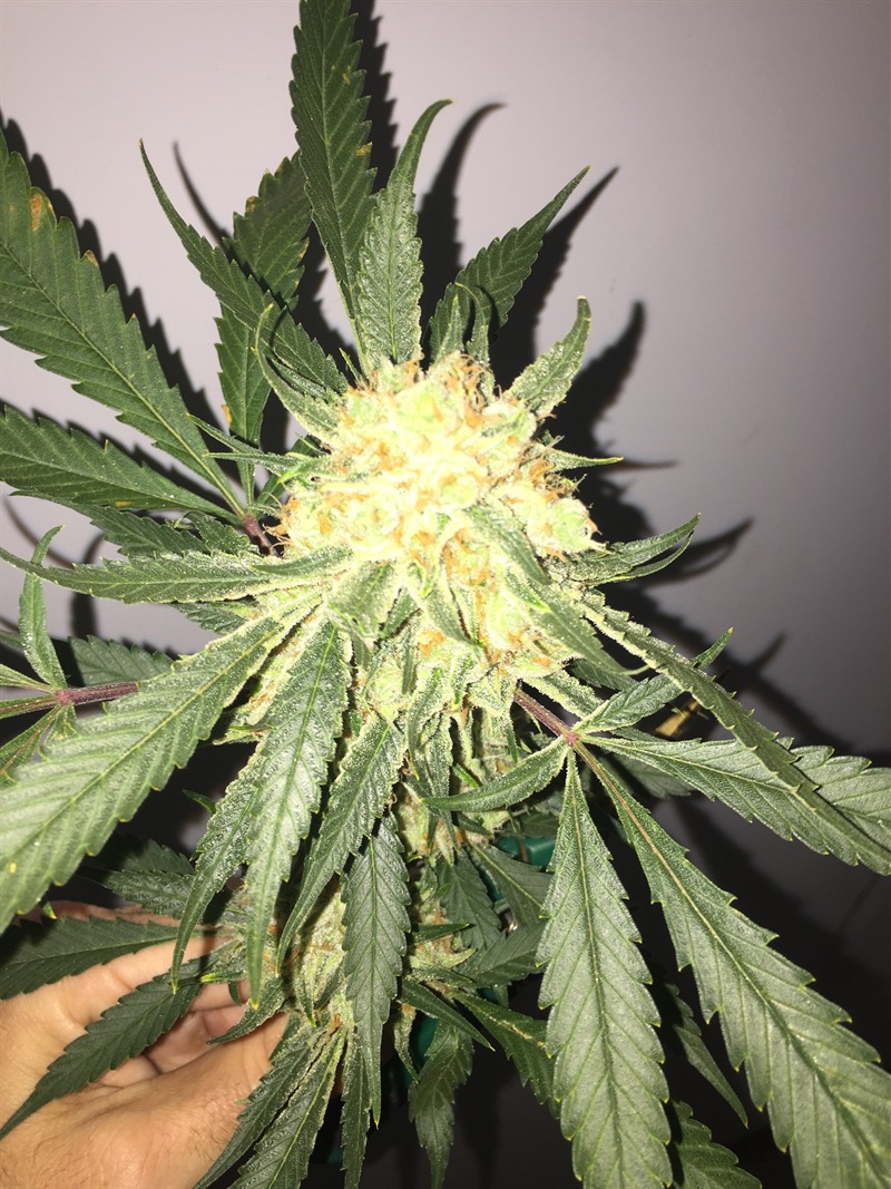 Hand holding back foliage to show a finished flowering cola