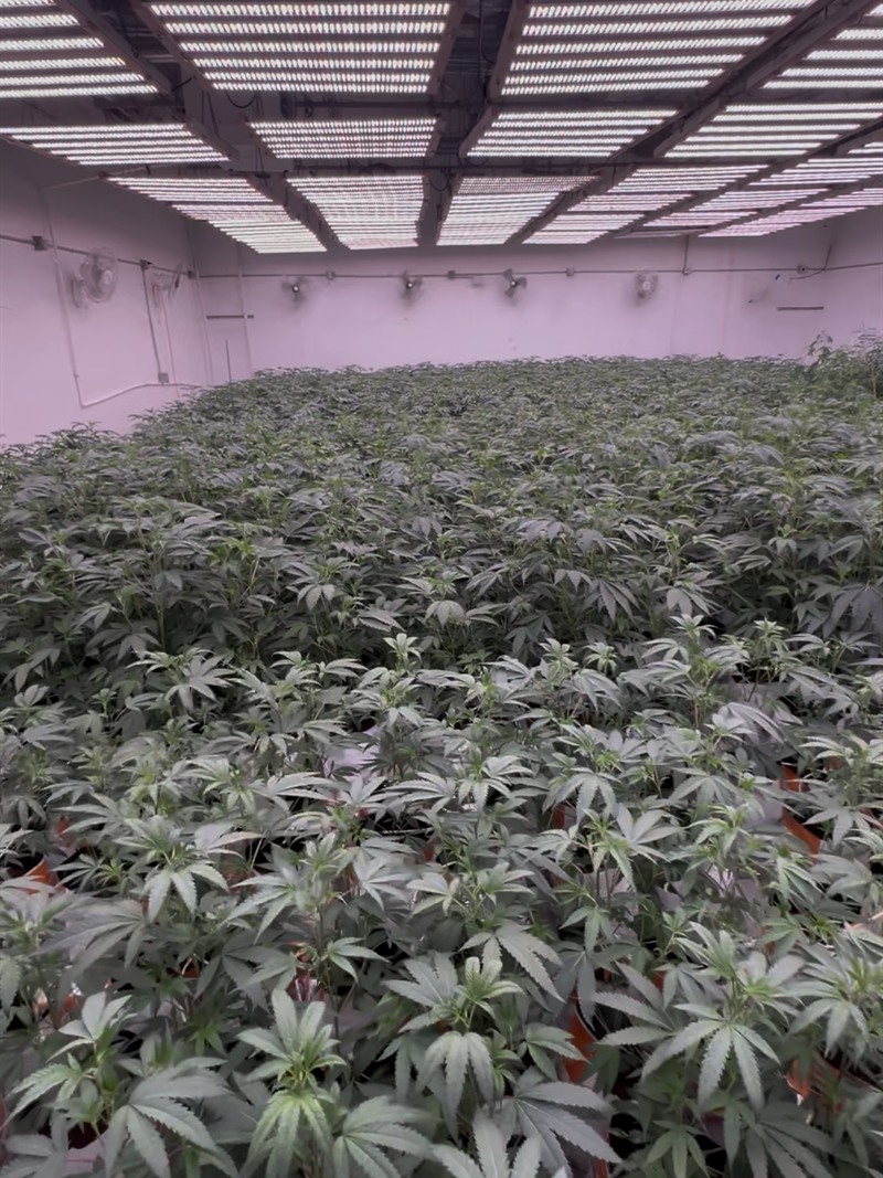 Commercial veg room, canopy filling the floor under a ceiling-wide LED array