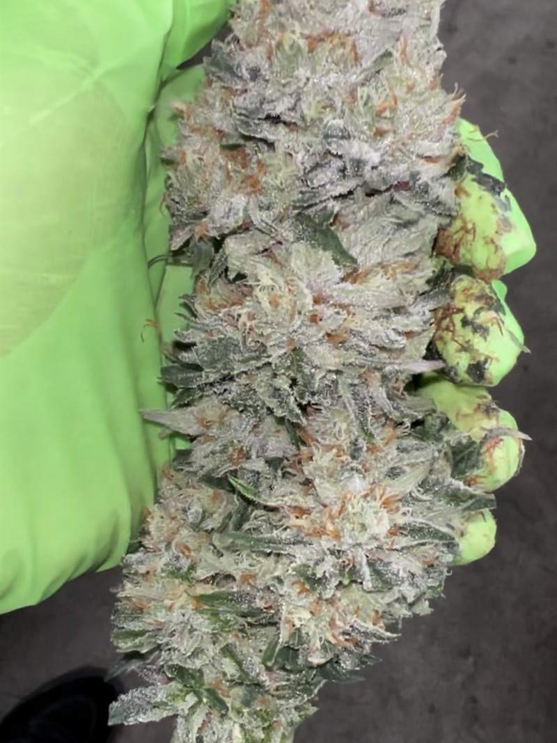 Frosted light-green cola held in a gloved hand