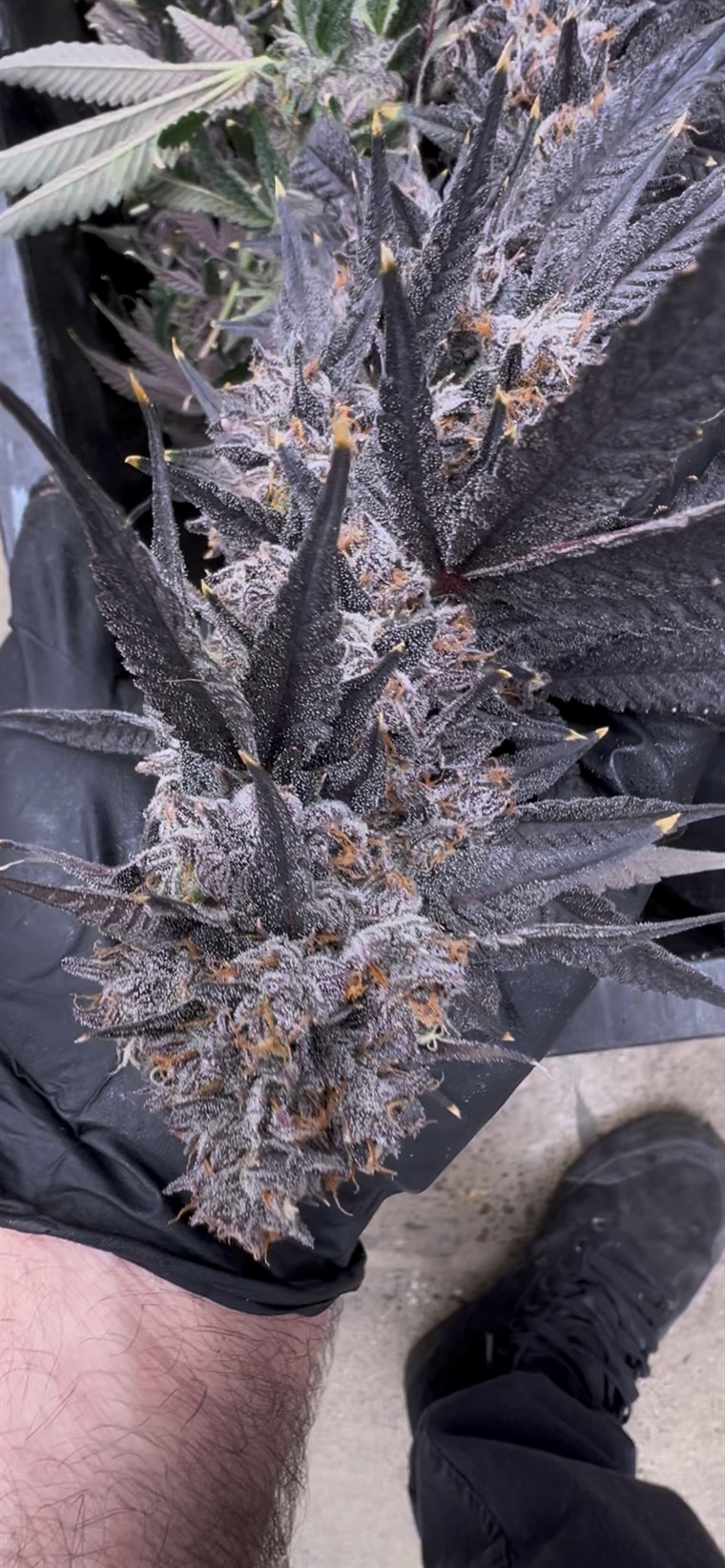 Large purple frosted cola held in a gloved hand