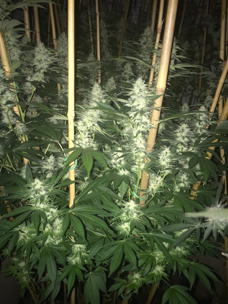 Flowering colas in late flower