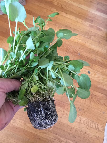 Hand holding a watercress plug pulled from a net pot with the white root mass intact