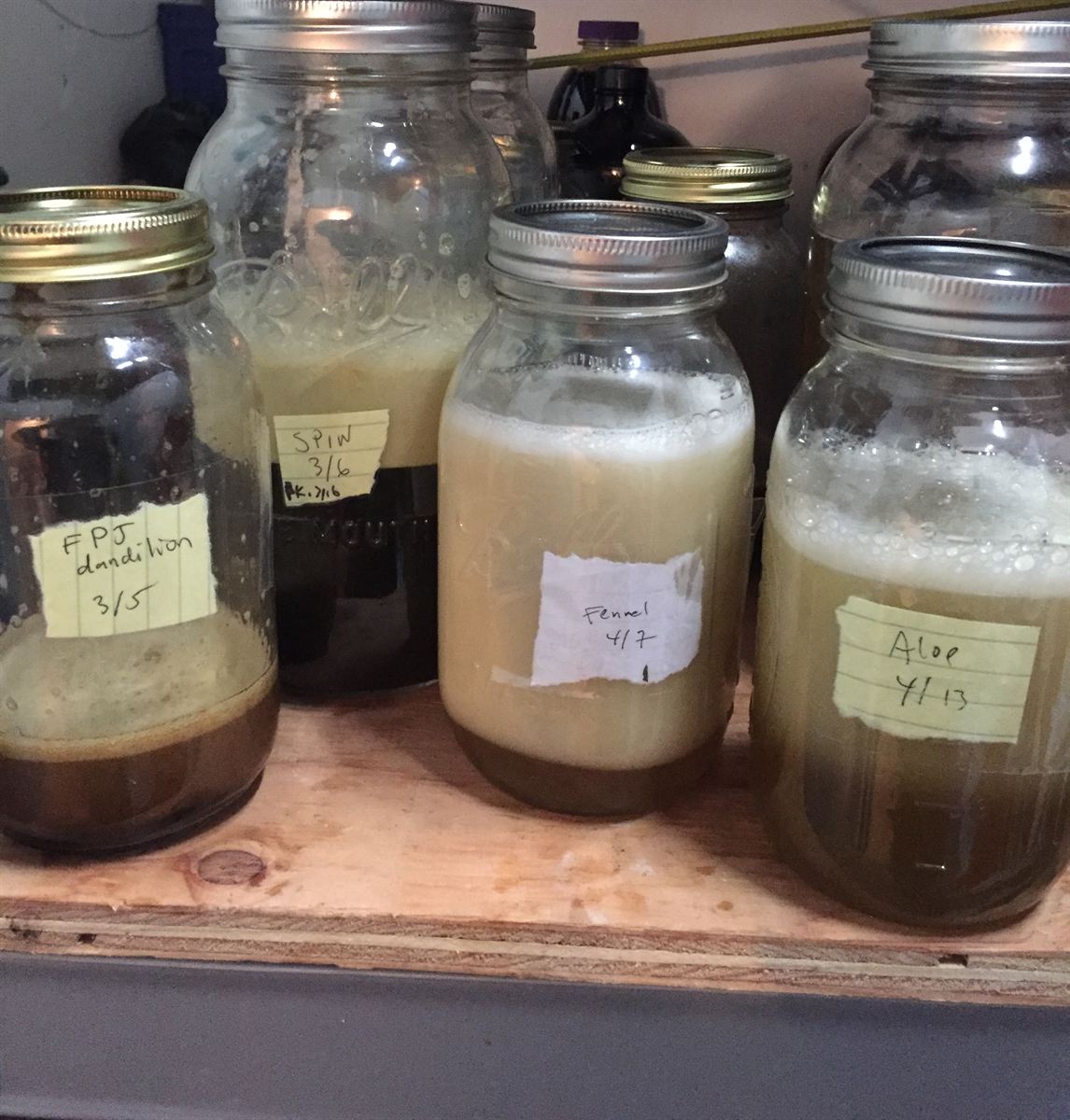 Four quart jars of fermented plant juice on a plywood shelf, hand-labelled aloe, fennel, spinach and dandelion with dates