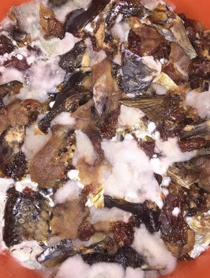 Fish scrap ferment blanketed in white mycelial growth in a bucket