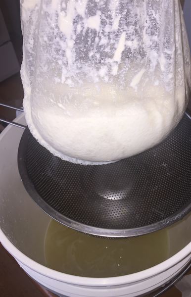 Lactic acid bacteria curd lifted in cloth out of a strainer over a bucket of clear yellow-green whey