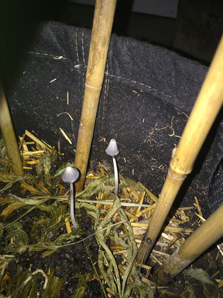 Two inky cap mushrooms fruiting through straw mulch inside a fabric pot at night