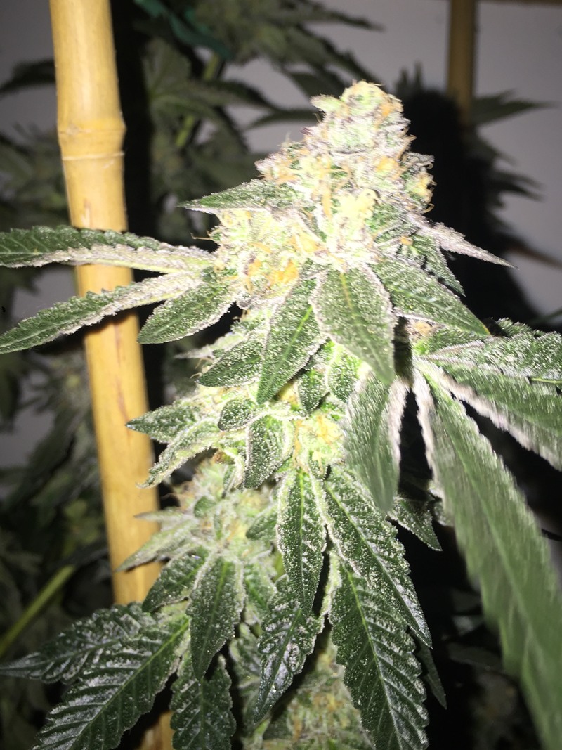 Frosted cola on the plant supported by a bamboo stake